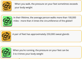 fact foot When you walk, the pressure on your feet sometimes exceeds your body weight In their lifetime, the average person walks more than 100,000 miles - more than 4 times the circumference of the globe!! fact foot fact foot fact foot A pair of feet has approximately 250,000 sweat glands Each day, your feet will excrete as much as half a pint of moisture fact foot When you're running, the pressure on your feet can be 3 to 4 times your body weight fact foot