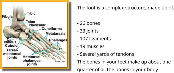 The foot is a complex structure, made up of:  - 26 bones - 33 joints - 107 ligaments - 19 muscles - Several yards of tendons The bones in your feet make up about one quarter of all the bones in your body